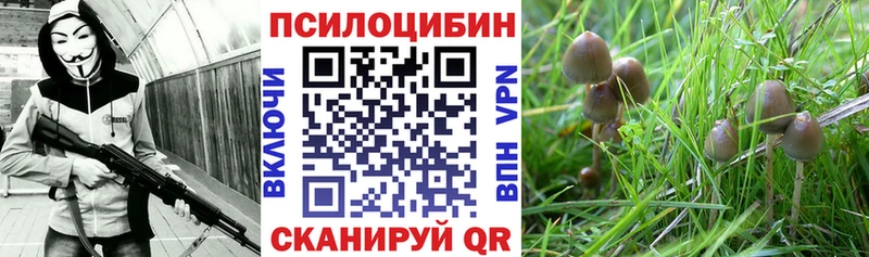 Галлюциногенные грибы мицелий  блэк спрут вход  Зубцов 